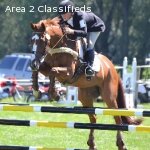 Lessons Available with Upper-Level Eventer Katie Wherley!